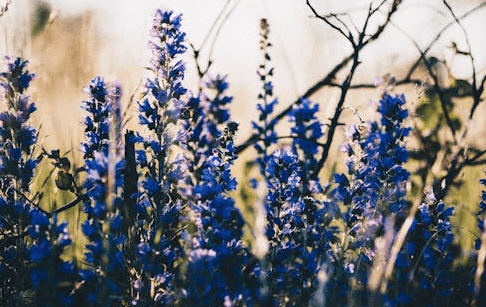 Aesthetic:7h5r-M8exs8= Blue Flowers