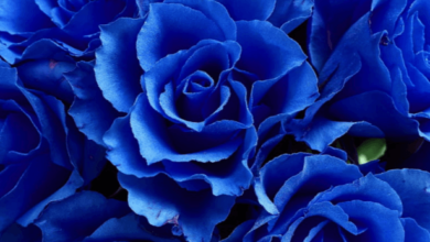 Aesthetic:7h5r-M8exs8= Blue Rose