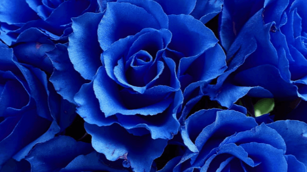 Aesthetic:7h5r-M8exs8= Blue Rose