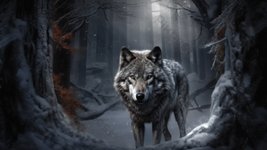 Beautiful:7esf2ijh7pq= Wolf Backgrounds