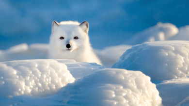 Cute:9l_S4qctuh4= Arctic Foxes