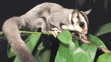 Cute:9nazypdwgxi= Sugar Glider