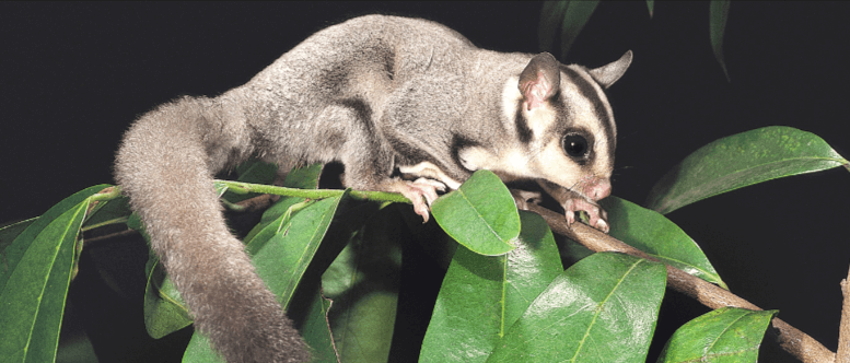 Cute:9nazypdwgxi= Sugar Glider