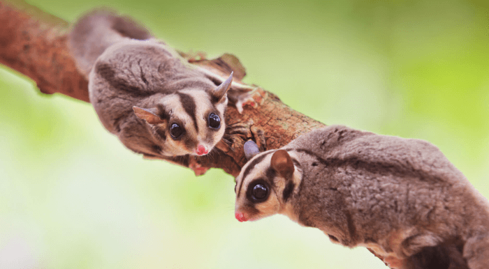 Cute:9nazypdwgxi= Sugar Glider