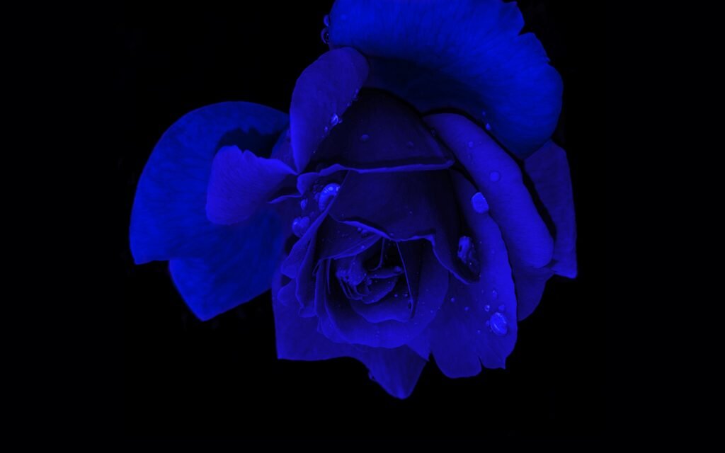 Aesthetic:7h5r-M8exs8= Blue Rose