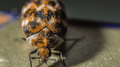 Baby:1hpdirjn7mu= Carpet Beetle Bites