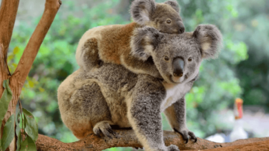 Baby:1nnnuifv0cu= Cute Koala