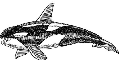 Drawing:0fz78auen5a= Orcas