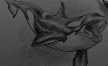 Drawing:0fz78auen5a= Orcas