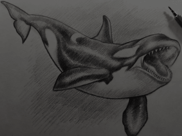 Drawing:0fz78auen5a= Orcas