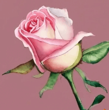 Art:5yefl_Gkjbo= Rose