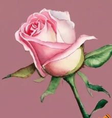 Art:5yefl_Gkjbo= Rose