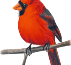 Clipart:4kfx8x7s7ku= Cardinal