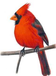 Clipart:4kfx8x7s7ku= Cardinal