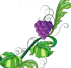 Clipart:6v7veumjy6m= Grapes