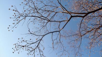 corporate growth strategy framework