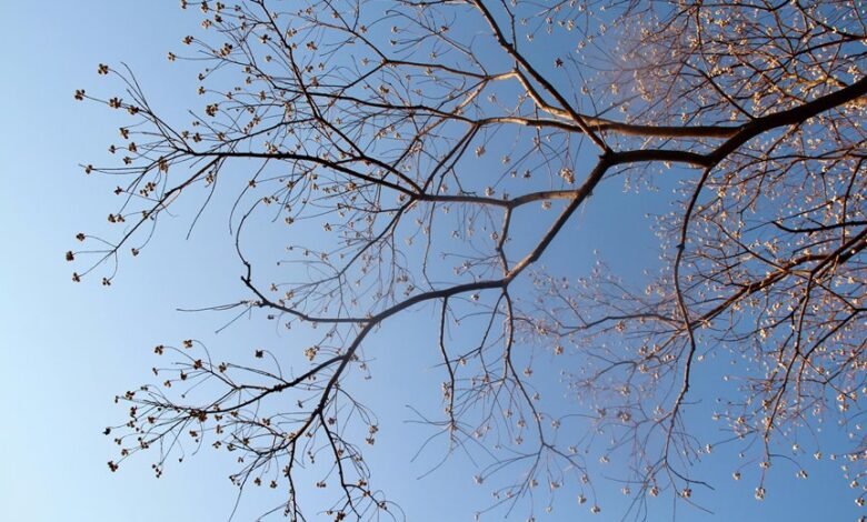 corporate growth strategy framework